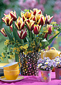 Tulipa 'Gavota' (Tulpen), Ribes aureum (Goldjohannisbeere)