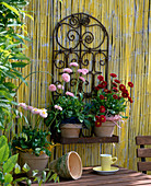 Bellis 'Robella', ' Rusher' (daisy) in clay pots