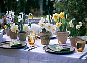 Narcissus (various daffodils) with jars in clay pots