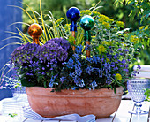 Hydrangea (Hortensie), Corydalis 'Purple Leafed' (Blauer Lerchen)