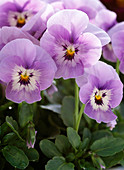 Viola panola 'Springtime Sky Blue' (Stiefmütterchen)