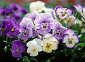 Viola cornuta 'Sorbet Mixture' (Horned violet)