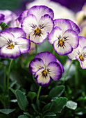 Viola cornuta Sorbet 'Coconut Swirl' (horned violet)
