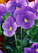 Viola cornuta 'Princess Blue' (Horned Violet)