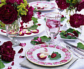 Rosa 'Chianti' (English rose) with a wonderful fragrance
