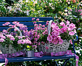 Verbena 'Light Pink' / Verbene, Argyranthemum 'Summer Star'