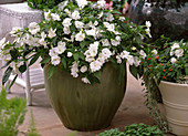 Impatiens New Guinea 'Java White Improved' (Timothy)