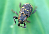 Otiorynchus sulcatus (Large Mouth Weevil)