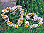 Daisy hearts: Leucanthemum (daisy flowers on)