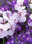 Lobelia 'Big Blue' (Männertreu), Pelargonium peltatum