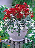 Nicotiana 'Tuxedo Red' / Ziertabak, Sutera (Bacopa) 'Mega White'