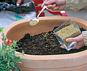 Plant clay pot