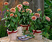 Zinnia elegans (Dahlienblütige Zinnien)