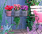 Petunia grandiflora 'Choir of Angels' (Petunias)