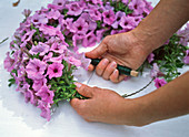 Petunia wreath