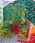 Thunbergia alata / Schwarzäugige Susanne, Nemesia Sunsatia