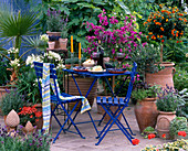 Bougainvillea, Lantana (wood anemone), Agapanthus (decorative lily)