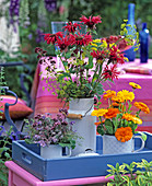 Calendula (Marigold), Monarda (Indian Nettle)