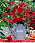 Papaver rhoeas (poppy)