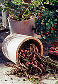 Potatoes in the pot