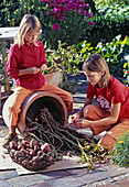 Potatoes in the pot