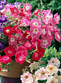 Petunia 'Angels Choir' - 'Flambe Salmon' - 'Merlin Blue Morn'