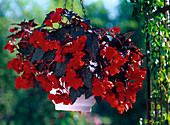 Begonia 'Panorama' Scarlet (hanging baskets)