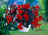 Begonia 'Panorama' Scarlet (hanging baskets)