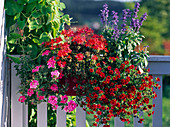 Calibrachoa 'Deep Red' (Magic bell)