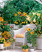 Helianthus (sunflower), Rudbeckia (sun hat)