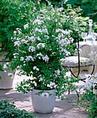 Plumbago auriculata 'Alba' (white-flowered plumbago)