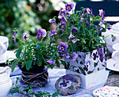 Viola cornuta 'Lavender' (Horned violet)