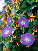 Ipomoea 'Heavenly Blue' (Morning Glory)