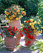 Begonia 'Illumination' (garland begonia) yellow, light red, apricot