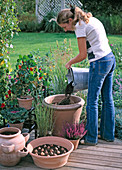 Tulip bulbs in the pot