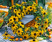 Rudbeckia fulgida 'Goldsturm' (Coneflower)