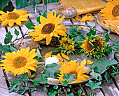Blechschale mit Helianthus annuus / Sonnenblumen