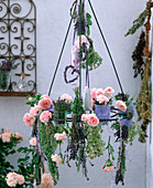 Rosa / Rosen, Lavandula / Lavendel in Gläsern