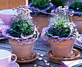 Viola hederacea (Ivy violet)