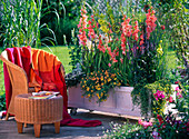 Gladiolus 'Fringed Coral Lace', 'Green Star' (Gladiolus)