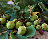 Aesculus hippocastanum (horse chestnut)