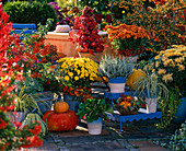 Chrysanthemum 'Hami', 'Skiron', 'Spider' '(Chrysanthemum)