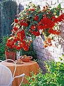 Begonia 'Illumination' (Garland Begonia) Bright red and orange