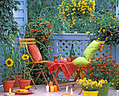 Thunbergia 'Rot-Orange' (Schwarzäugige Susanne)