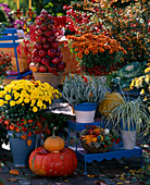 Chrysanthemum 'Hami' - 'Skiron' chrysanthemums, Calluna 'Alica' heather, Carex