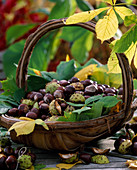 Basket with Aesculus hippocastanum (chestnuts) with leaves and shells, freshly collected
