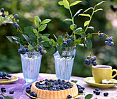 Vaccinium 'Goldtraube' (blueberry twigs and pies)