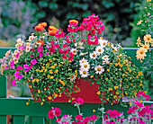 Mecardonia 'Goldflake', Nemesia 'Cranberry' Elfenspiegel