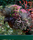 Herbstzauber-Ampel: Sedum 'Rosenteller' (Fetthenne), Ajuga 'Burgundy Glow' (Günsel)