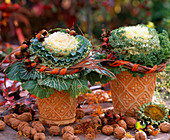 Brassica (Zierkohl), Rosa (Hagebutten), Juglans (Walnüsse), Helianthus (Sonnenblumen)